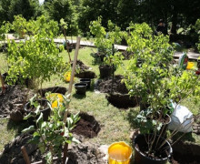 На берегу Летнего озера в Калининграде планируют высадить 150 кустов сирени