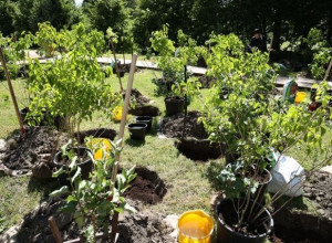 На берегу Летнего озера в Калининграде планируют высадить 150 кустов сирени