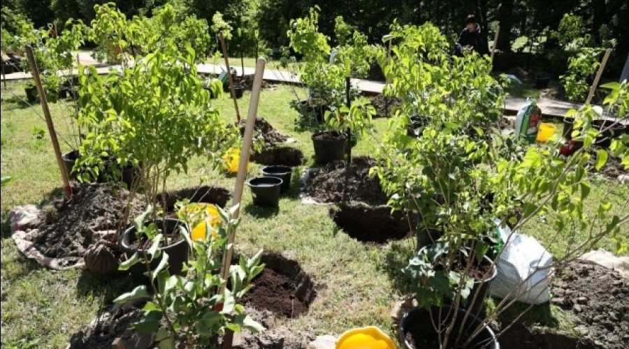 На берегу Летнего озера в Калининграде планируют высадить 150 кустов сирени