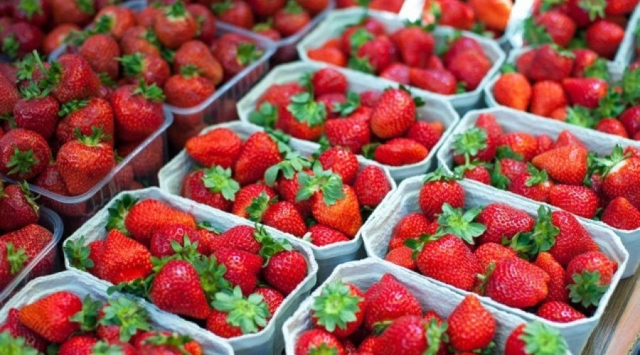 В Нестерове одобрен проект строительства вертикальной фермы для выращивания клубники