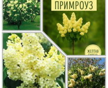 Сирень штамбовая в ассортименте