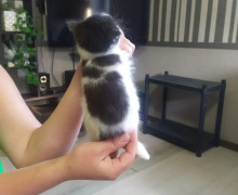 Отдам котят от мамы крысоловки