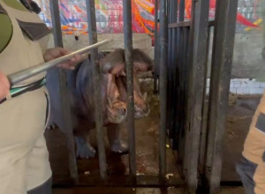 Состояние бегемотихи Мили в Калининградском зоопарке остается тяжелым