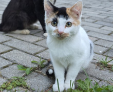 В Калининградской области ищут новый дом для двух котят