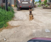 В Калининграде и области разыскивают пропавших кошку и двух собак