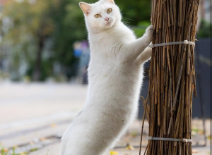 Коты Зеленоградска: любимцы местных фотографов