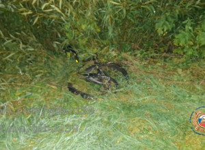 В Калининградской области автомобиль насмерть сбил велосипедиста на трассе Советск — Неман