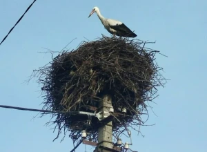 Аист вернулся в Калининградскую область раньше срока — ждёт вторую половинку