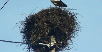Аист вернулся в Калининградскую область раньше срока — ждёт вторую половинку