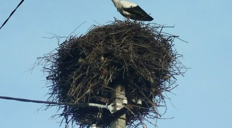 Аист вернулся в Калининградскую область раньше срока — ждёт вторую половинку