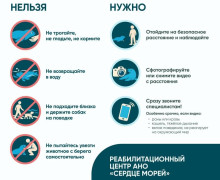 На Куршской косе спасают истощённого детёныша тюленя