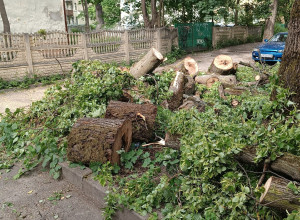 На улице Пугачёва в Калининграде спилили здоровое дерево