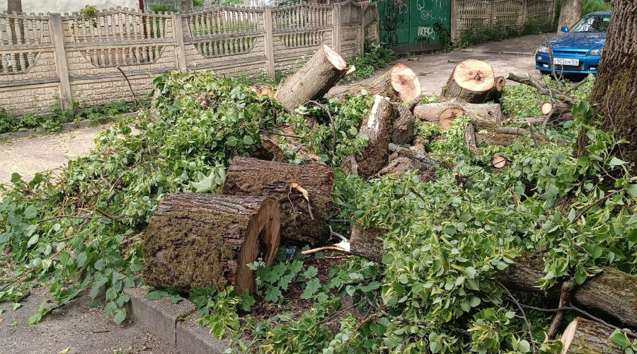 На улице Пугачёва в Калининграде спилили здоровое дерево
