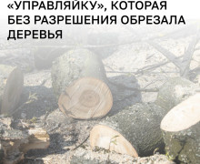 УК в Калининграде оштрафовали на 150 тысяч рублей за самовольную обрезку деревьев