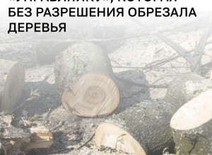 УК в Калининграде оштрафовали на 150 тысяч рублей за самовольную обрезку деревьев