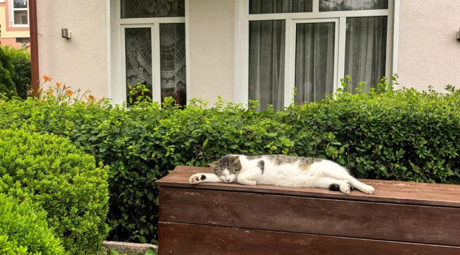 Понедельничное настроение: котик из Зеленоградска