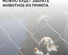 В России запустят сервис для помощи в выборе питомца из приюта