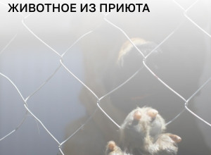 В России запустят сервис для помощи в выборе питомца из приюта