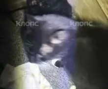 В Советске кошка с котятами оказалась заперта в подвале после действий УК