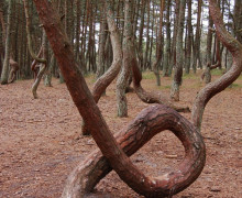 Танцующий лес