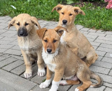 В Калининграде ищут новый дом для пятерых щенков