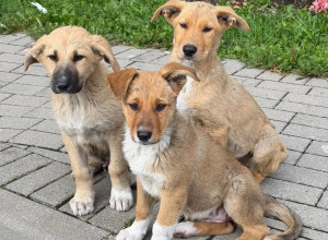 В Калининграде ищут новый дом для пятерых щенков