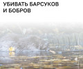 Итоги розыгрыша лицензий на добычу барсуков и бобров в Калининградской области подведут 10 августа