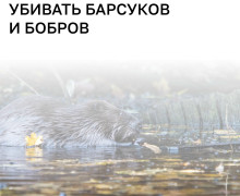 Итоги розыгрыша лицензий на добычу барсуков и бобров в Калининградской области подведут 10 августа