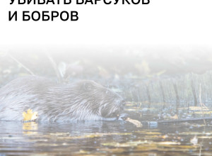 Итоги розыгрыша лицензий на добычу барсуков и бобров в Калининградской области подведут 10 августа