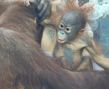 В Калининградском зоопарке Нона показала посетителям своего детёныша Гелиоса