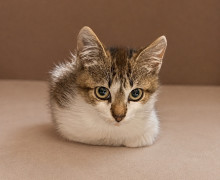 Котёнок Бантик ищет дом