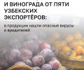 Россельхознадзор ограничит поставки продукции из Узбекистана из-за нарушений фитосанитарных норм