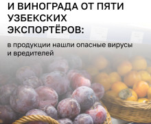 Россельхознадзор ограничит поставки продукции из Узбекистана из-за нарушений фитосанитарных норм