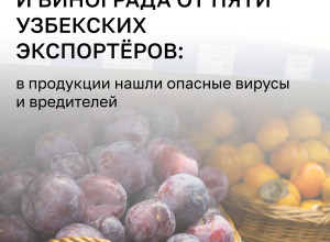 Россельхознадзор ограничит поставки продукции из Узбекистана из-за нарушений фитосанитарных норм