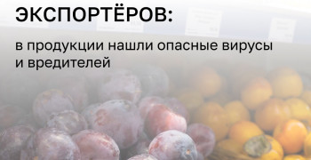 Россельхознадзор ограничит поставки продукции из Узбекистана из-за нарушений фитосанитарных норм