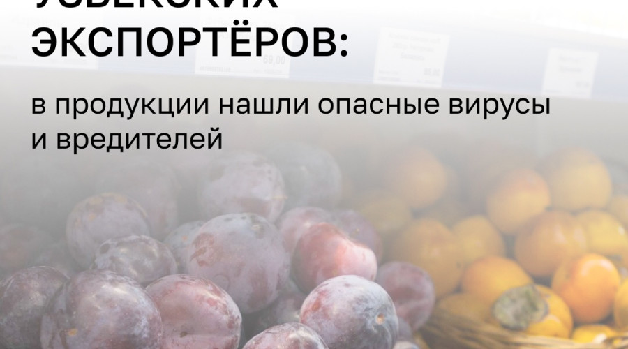 Россельхознадзор ограничит поставки продукции из Узбекистана из-за нарушений фитосанитарных норм