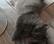 В Гусеве разыскивают британскую кошку, пропавшую после падения с балкона