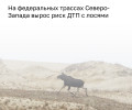 В Калининградской области лоси выходят на дороги во время гона
