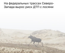В Калининградской области лоси выходят на дороги во время гона