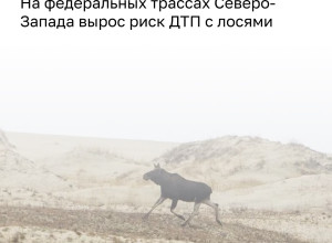 В Калининградской области лоси выходят на дороги во время гона