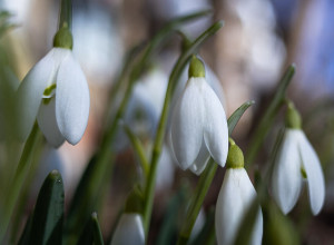 Букет вместо свободы: россиян предупредили о миллионных штрафах за подснежники