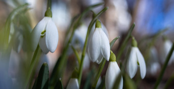 Букет вместо свободы: россиян предупредили о миллионных штрафах за подснежники