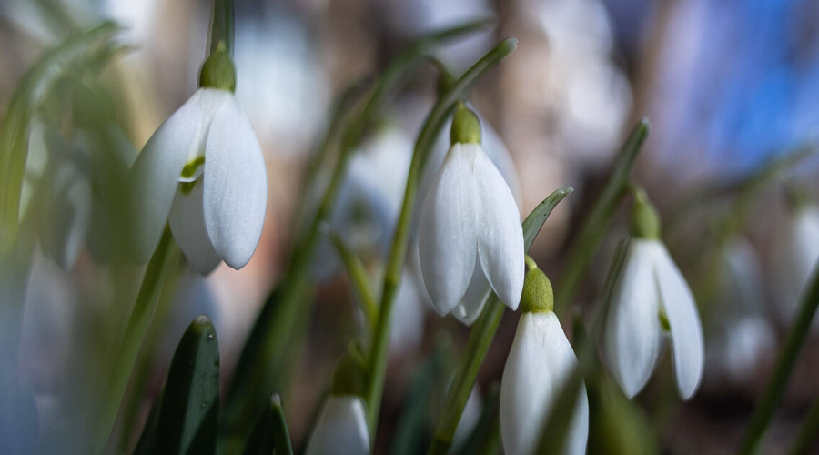Букет вместо свободы: россиян предупредили о миллионных штрафах за подснежники