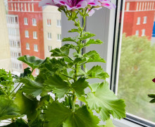 Продам королевскую герань