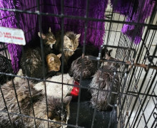В Калининграде в котокафе «Мяу-мяу» погибло более двадцати кошек из-за прорыва трубы