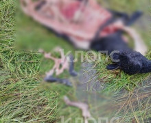 В Неманском районе три белохвостых орлана начали нападать на домашний скот