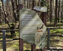 На Куршской косе обновили информационные стенды в Танцующем лесу
