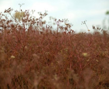 Первая партия продовольственного тмина из Калининградской области отправлена в Турцию