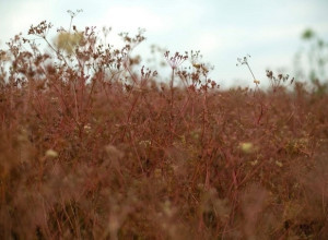 Первая партия продовольственного тмина из Калининградской области отправлена в Турцию