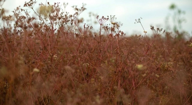 Первая партия продовольственного тмина из Калининградской области отправлена в Турцию